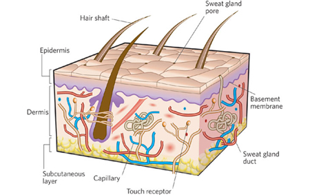 A Novel Approach to Transdermal Delivery of Functional Ingredients